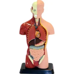 Anatomiemodell Torso