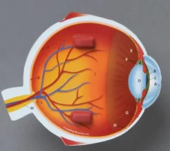 Anatomie Querschnitt - Auge