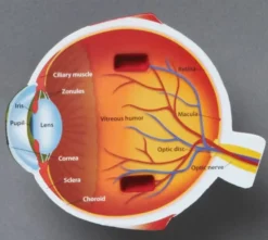 Anatomie Querschnitt - Auge