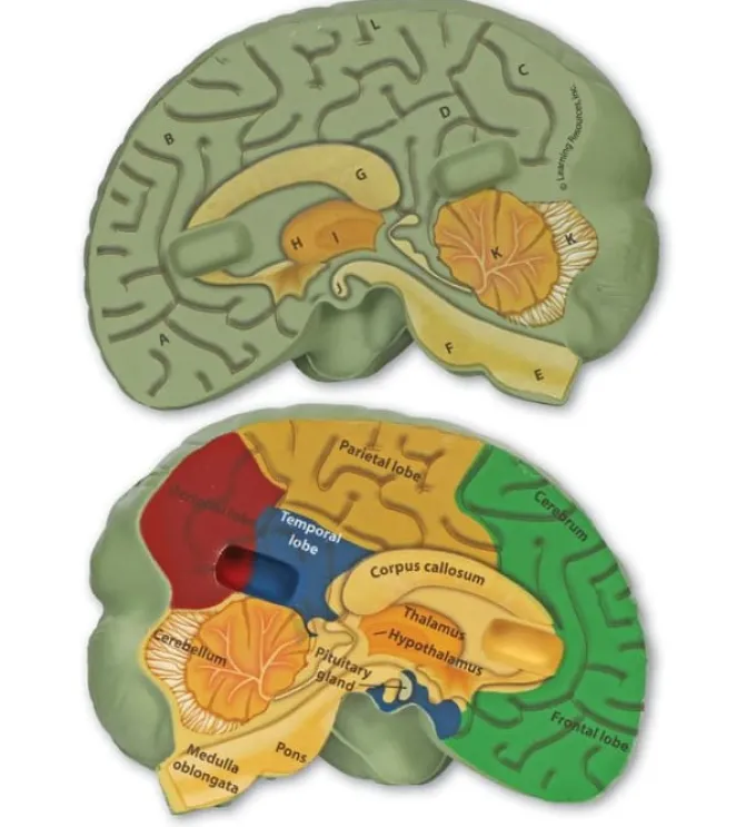 Anatomie Querschnitt - Gehirn