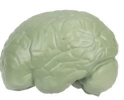 Anatomie Querschnitt - Gehirn
