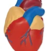 Anatomie Querschnitt - Herz
