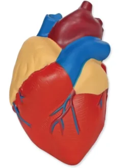 Anatomie Querschnitt - Herz