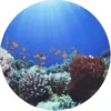 Discovery Spielmatte - Unter dem Meer, Ø62,5 cm
