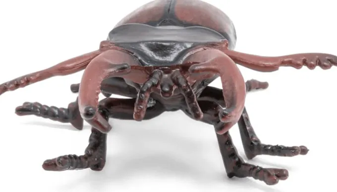 Hirschkäfer (L: 7 cm)