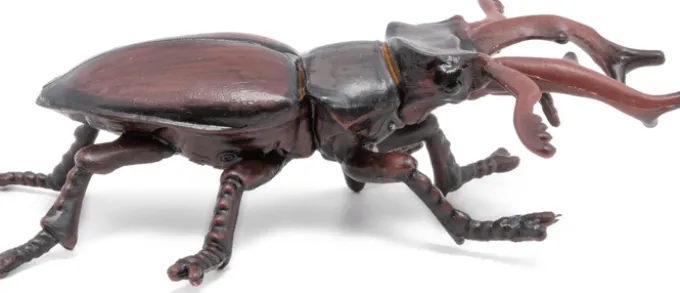 Hirschkäfer (L: 7 cm)