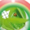 Insektenglas mit Vergrößerungsglas - Ø 6 cm