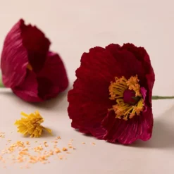 Krepppapier Bastelset Mini - Mohnblumen