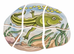Lagenpuzzle - Frosch