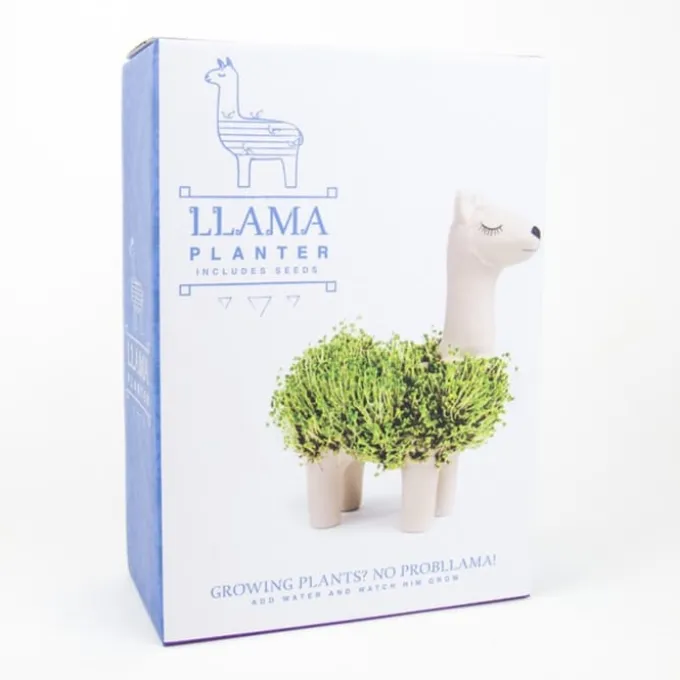 Lama Pflanzgefäß mit Chia-Samen