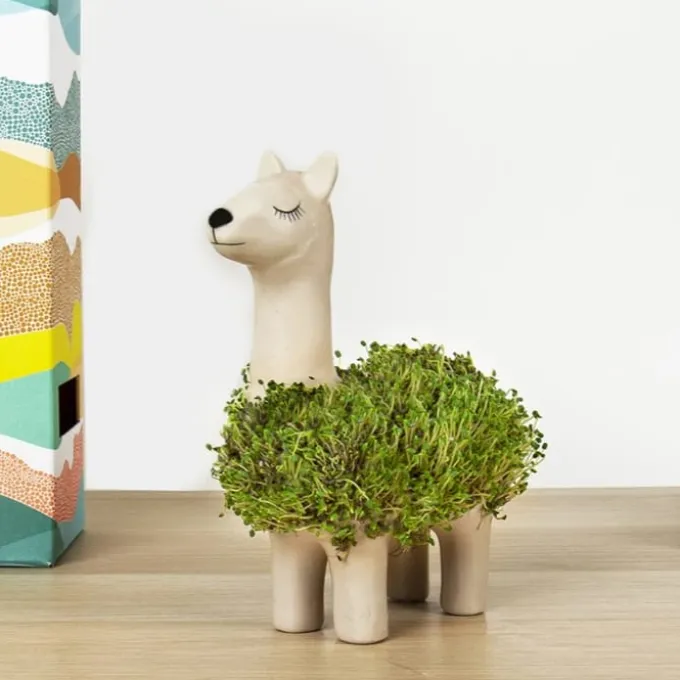 Lama Pflanzgefäß mit Chia-Samen