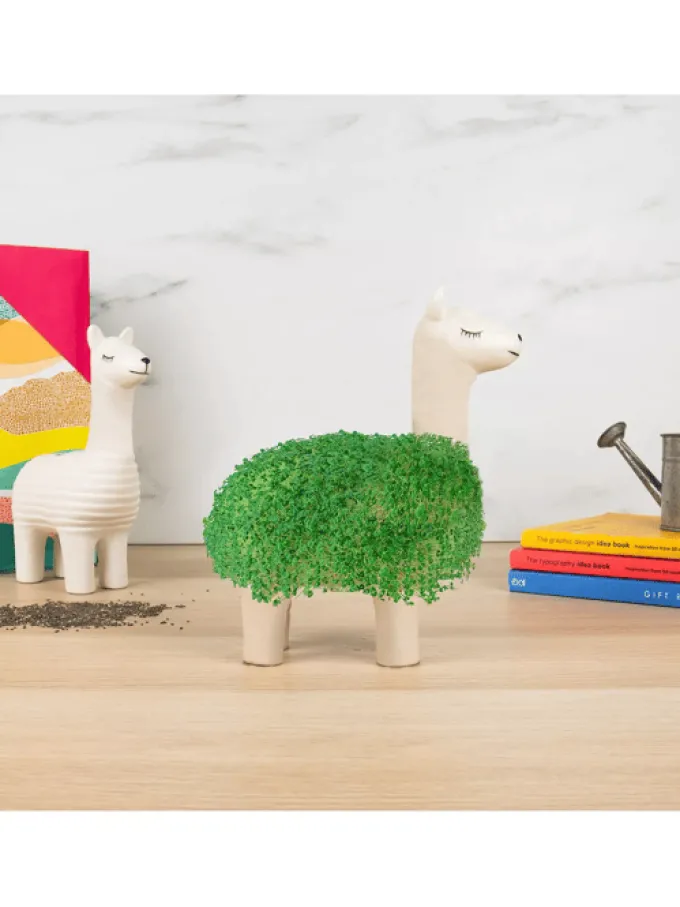 Lama Pflanzgefäß mit Chia-Samen