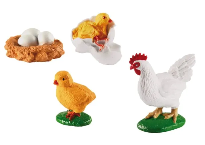 Lebenszyklus - Vom Ei zum Huhn