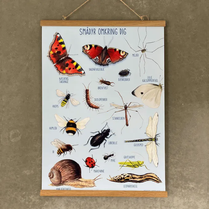 Poster 50 x 70 cm - Kleine Tiere in der Natur