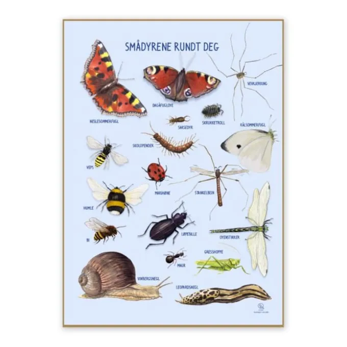 Poster 50 x 70 cm - Kleine Tiere in der Natur