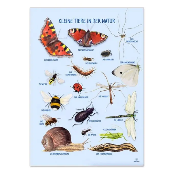 Poster 50 x 70 cm - Kleine Tiere in der Natur