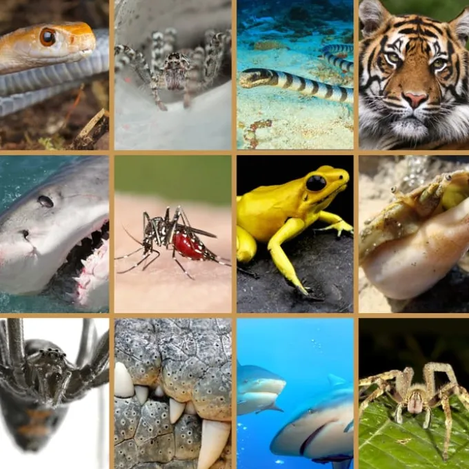 Taschenlampenprojektor - Gefährliche Tiere