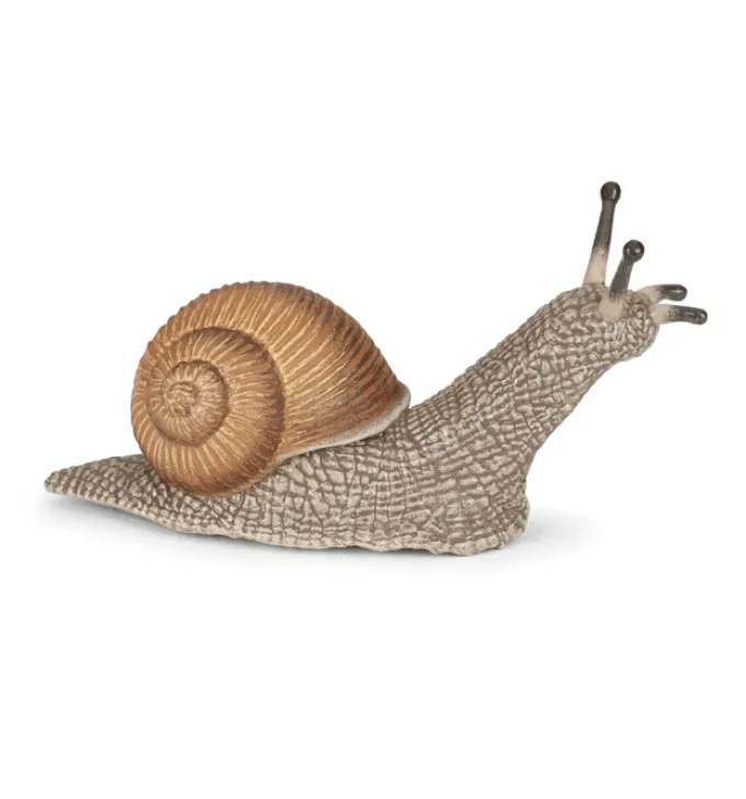 Weinbergschnecke (L: 6 cm)